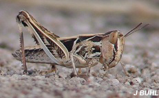An Australian plague locust nymph